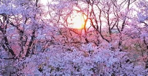 Start der Kirschblüten-Saison in Japan wahrscheinlich ein wenig später ...
