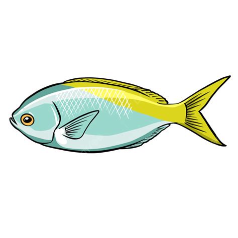 Yellow Tail Fish, Yellowtail Fish, Pescado, Yellow Tail Fish Habitat ...