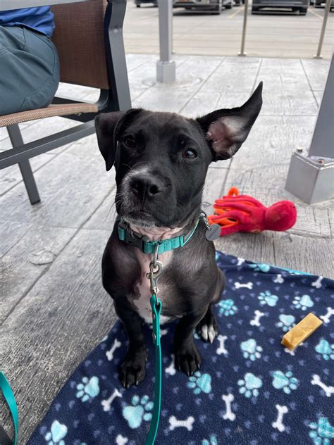 Our Top 5 Dog Friendly Patios in Milwaukee - Milwaukee Paws Pet Care