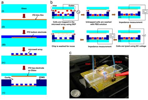 A Review on Macroscale and Microscale Cell Lysis Methods