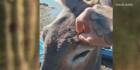 WATCH: Donkey with face full of thorns gets help from kayaker