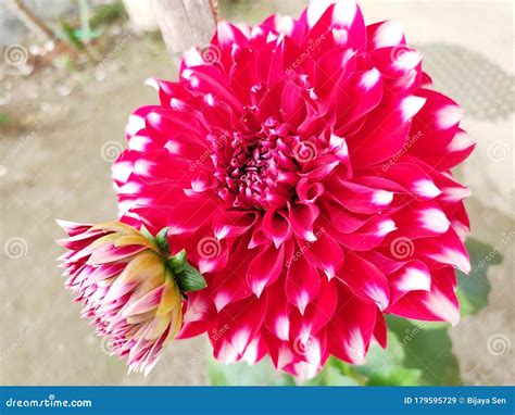 Dahlia the National Flower of Mexico Stock Image - Image of wildflower ...
