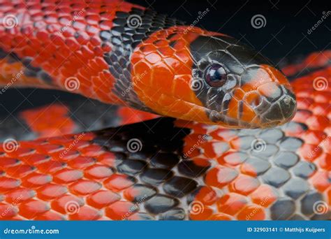 Honduran Milk Snake / Lampropeltis Triangulum Hondurensis Stock Image ...