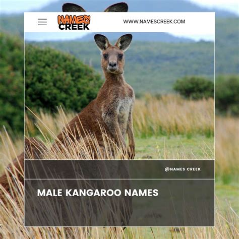 Other Names For Kangaroos _ Another Name For Kangaroo – VRIMCA