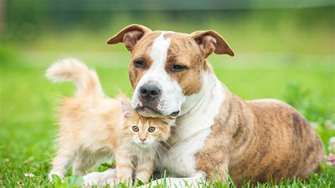 Services | Rochester Veterinary Hospital