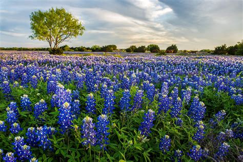 Texas State Flower and How to Grow It | Balcony Garden Web