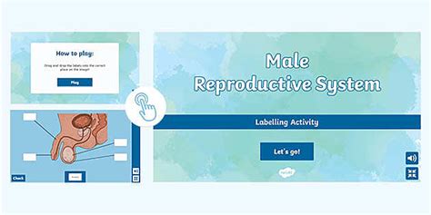 Image result for Male Reproductive System Interactive Game
