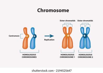 Image result for Chromosome Microarray Test