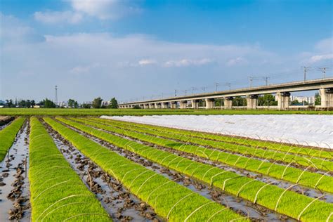 农田 的图像结果