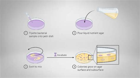 What Is The Procedure Of Pour Plate Method at Justin Finn blog