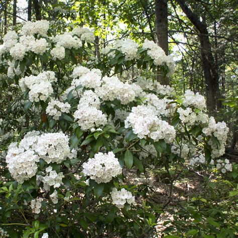 Mountain Laurel Care: How To Grow Beautiful Shade Loving Kalmia ...