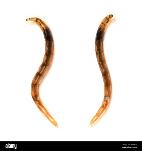 Larvae Ceratopogonidae is a family of flies commonly known as no-see ...