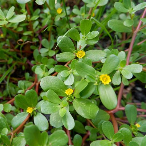 Purslane Seeds - Green | Herb Seeds in Packets & Bulk | Eden Brothers