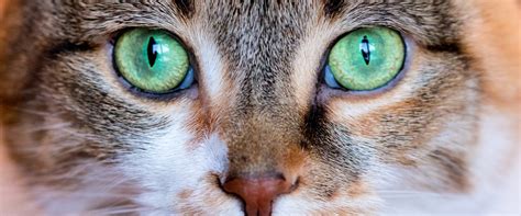 Cat Eye Discharge: What To Look Out For | TrustedHousesitters.com