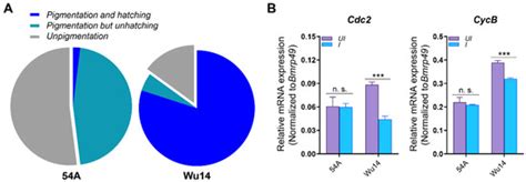 MPF Regulates Oocyte and Embryo Development During Parthenogenesis ...