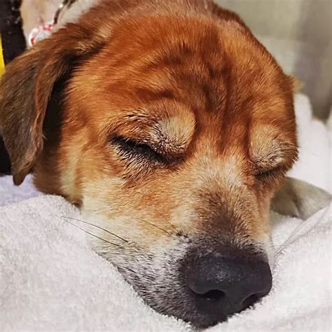 养了14年的老狗患绝症，临终时，狗狗做出的动作让众人泪奔！_腾讯新闻