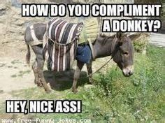 Champion race horse Vadakayil, great prizes await , if only you can ...