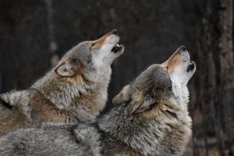 Image result for 51 Wolves Howling