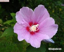 Image result for hibiscus 木槿属