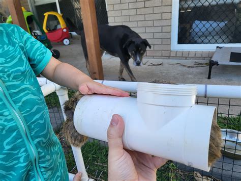 Image result for Exploding Boi