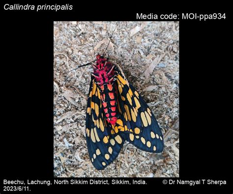 Callindra principalis (Kollar, [1844]) - | Moths