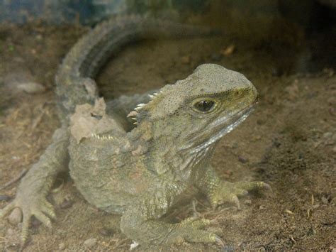 The tuatara is the only surviving member of the order Rhynchocephalia ...