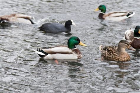 What Is A Group Of Ducks Called? Collective Nouns for Ducks