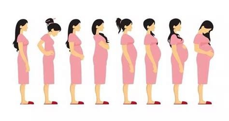 1到40周胎儿发育图，准妈须把握3个营养关键期-搜狐母婴