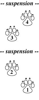 Image result for Gallop Step Pattern