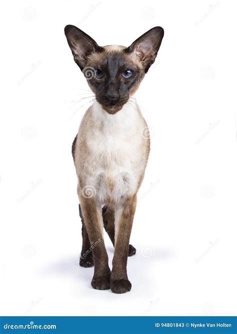 Seal Point Siamese Cat Isolated on White Background Facing Camera Stock ...