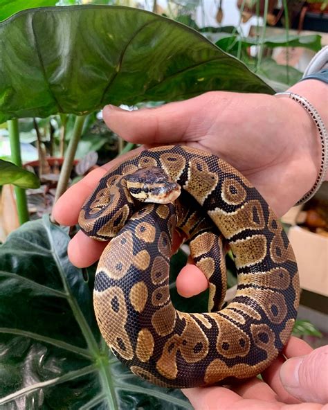 Image result for Monte Python Fish