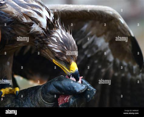 Flesh eating animal hi-res stock photography and images - Alamy
