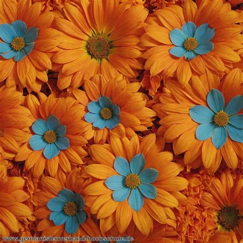 Punani Bedeutung - Germanistenverband Hochschule