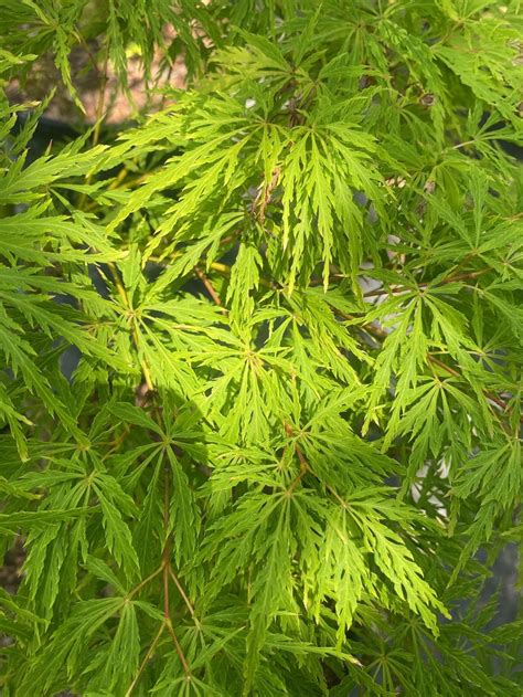 Dwarf Green Japanese Maple