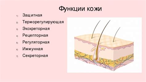 Основные функции кожи человека