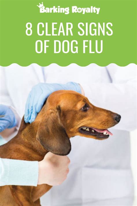 bird flu symptoms