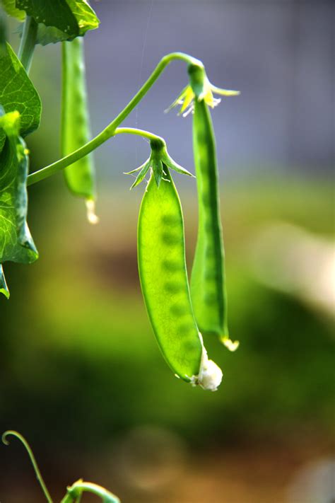 【小豌豆荚摄影图片】浏阳生态摄影_心亦清_太平洋电脑网摄影部落
