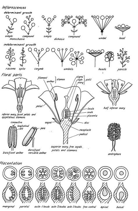 Image result for How to Draw Inflorescences