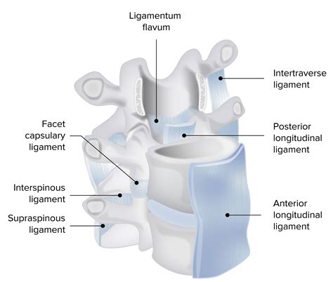 Vertebral Column: Anatomy | Concise Medical Knowledge