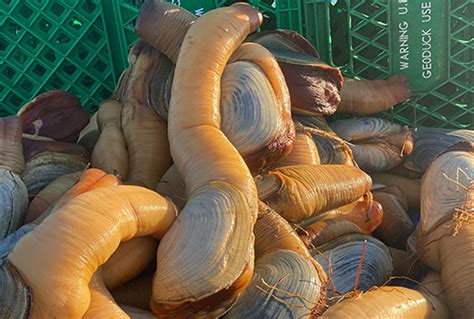 Image result for Geoduck Fun Facts