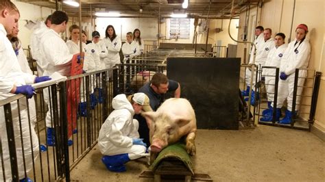 Swine Careers | Department of Animal Science