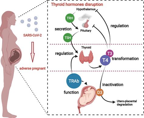 Frontiers | Criminal of Adverse Pregnant Outcomes: A Perspective From Thyroid Hormone ...