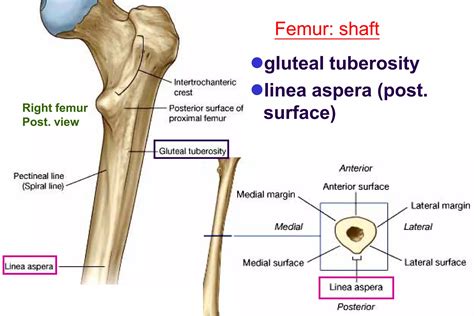 Bone limb lower..osteology of lower limb | PDF