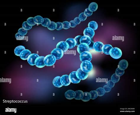 Streptococcus pneumonia bacteria cells Stock Vector Images - Alamy
