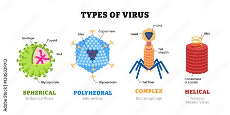 Image result for Virus Types
