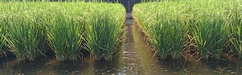 Rice-fish farming system in India is in urgent need of conservation and ...