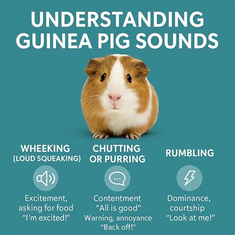 Guinea Pig Sounds Explained | What Your Pet Is Telling You