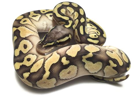 Image result for Butter Ball Python Morph