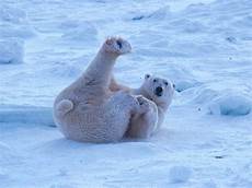 polar backgrounds wallpaper collections polar background polar backgrounds wallpaper collections polar background