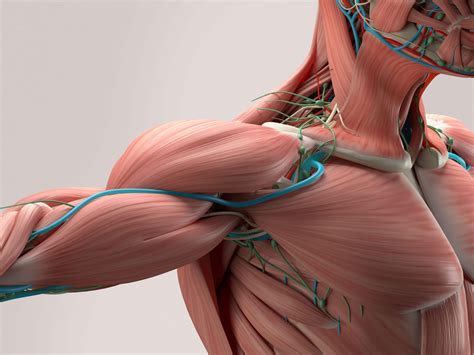 Image result for Skeletal System Muscular System